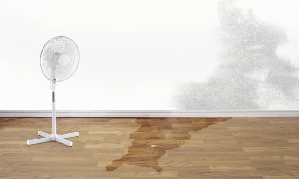 Best Ceiling water damage repair  in Genola, UT