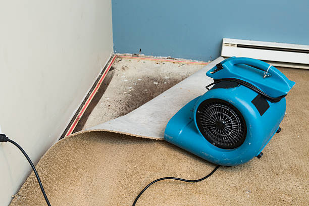 Best Local water damage restoration  in Genola, UT